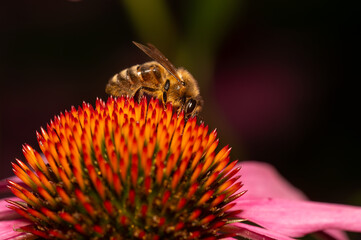 bee on flower