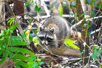 Curious Racoon in the Forest