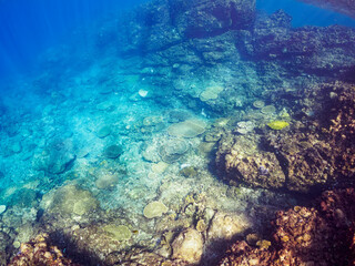 エンタクミドリイシ（テーブルサンゴ）等の美しいサンゴ群生。

東京都伊豆諸島式根島泊海水浴場にて。
2023年11月1日〜5日撮影。
水中写真。

Beautiful coral colonies, such as Acropora Solitaryensis (table coral).

At Tomari beach, Shikinejima, Izu Islands, Tokyo.
Pho
