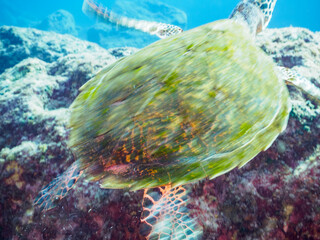 美しいタイマイ（ウミガメ科）。

東京都伊豆諸島式根島泊海水浴場にて。
2023年11月1日〜5日撮影。
水中写真。

The Beautiful Hawksbill turtle. 

At Tomari beach, Shikinejima, Izu Islands, Tokyo.
Photo Taken November 1-5, 2023.
by underwater photograph
