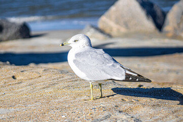 Herring Gull Posing at Rocky Beach 
