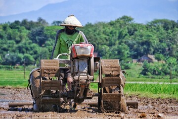 Indonesian farmers are now becoming more modern, plowing their fields using tractors to speed up...
