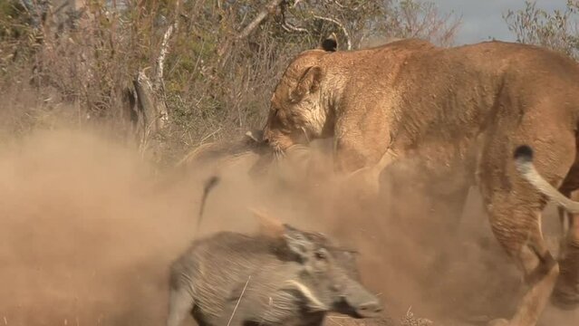 Close up of a lioness pulling a warthog from its burrow and killing it.