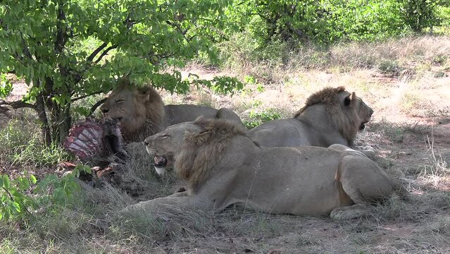 Male lions lie down next to their prey after they have eaten their fill.