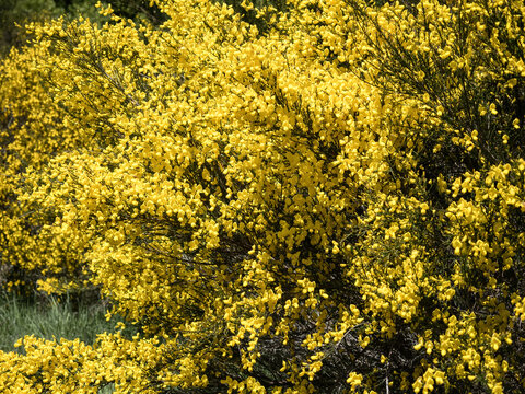 Broom (Cytisus scoparius) bush with yellow flowers