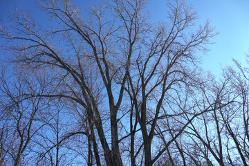 Dark trees looking up blue sky.