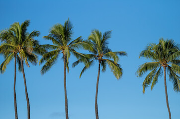 Five Palm Trees Against Blue Sky in Sunlight.