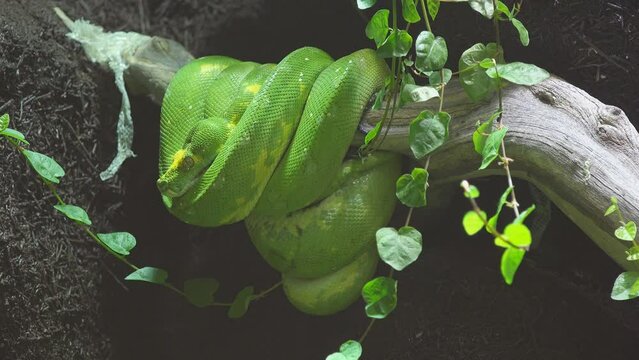 Green boa snake staying still on a tree branch