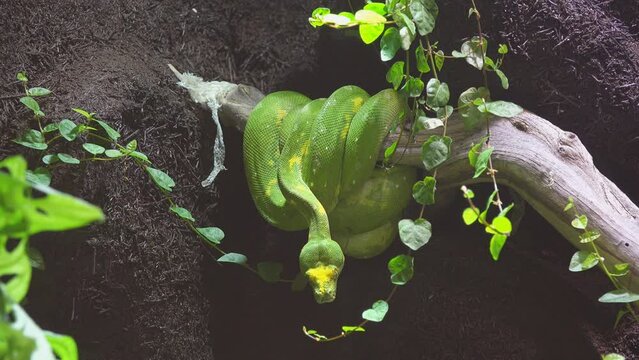 Green python snake staying still on a tree branch