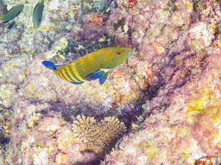 Obraz premium 美しいアオノメハタ（ハタ科）。東京都伊豆諸島式根島泊海水浴場にて。 2023年11月1日〜5日撮影。 水中写真。A beautiful Peacock grouper.At Tomari beach, Shikinejima, Izu Islands, Tokyo. Photo Taken November 1-5, 2023. by underwater photography. 