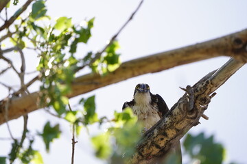 Osprey Eating Fish