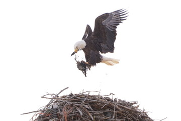 balg eagle in nest