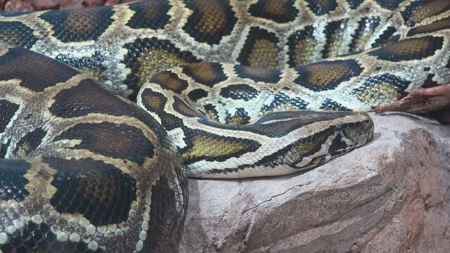 Reticulated python snake close detail