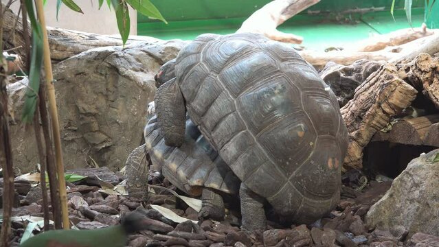 Tortoises couple mating and copulation