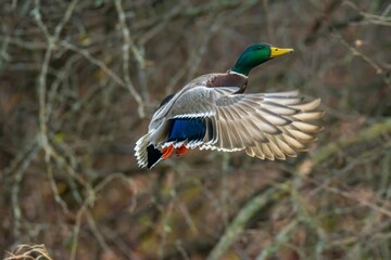 male mallard duck flying