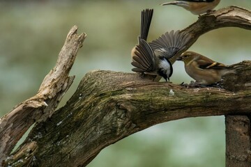 Chickadee stealing a seed while Goldfinch looks