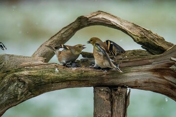 Goldfinches fighting on a branch