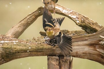 Goldfinch fighting in Autumn