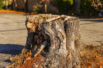 forest landscape, trees felled, stumps remain, highlighting deforestation impact on nature's balance