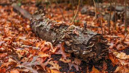 forest landscape, trees felled, stumps remain, highlighting deforestation impact on nature's balance