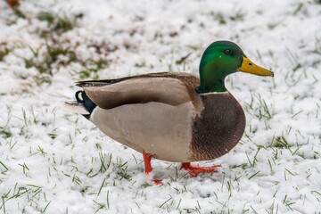 Female Mallard in snow
