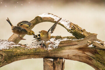 Goldfinches fighting in Autumn