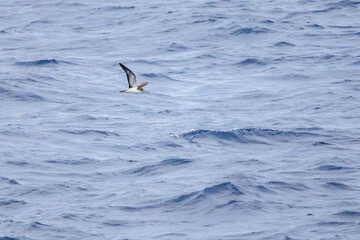 利島の海で見かけた飛翔する美しいオオミズナギドリ（ミズナギドリ科）。

東海汽船東京湾〜伊豆諸島航路のさるびあ丸船上にて。
2023年11月1日〜5日撮影。
水中写真。

A beautiful Streaked Shearwater in flight seen in the sea of Toshima.

On board the ship Sarubia Maru on Tokai Kis