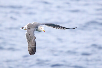 伊豆大島の海で見かけた飛翔する美しいウミネコ（カモメ科）。

東海汽船東京湾〜伊豆諸島航路のさるびあ丸船上にて。
2023年11月1日〜5日撮影。
水中写真。

A beautiful Black-tailed Gull in flight seen in the sea of Izuoshima.

On board the ship Sarubia Maru on Tokai Kisen's 