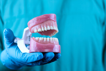 Fototapeta na wymiar The doctor holds a model of the jaw with all the teeth. Isolated dentist surgeon shows you jaw teeth. with green uniform and light blue glove