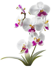 Close up purple-white orchid flower bouquet. The side of exotic flower branch.
