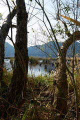 枝の隙間から眺める藺牟田池