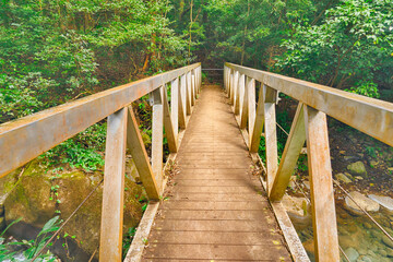 Fototapeta premium Looking across a bridge in the rain forest