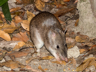 Northern Brown Bandicoot in Queensland Australia