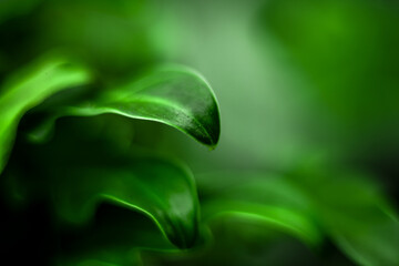 green leaf background