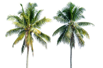 Coconut palm tree isolated on transparent background. PNG File