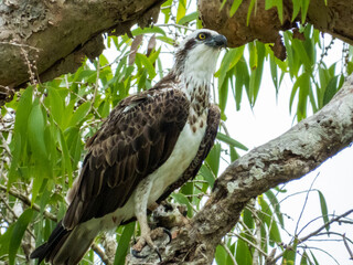 Eastern Osprey in Queensland Australia
