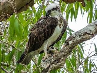 Eastern Osprey in Queensland Australia