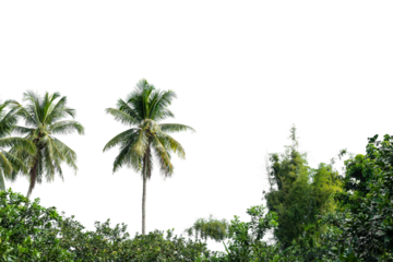Coconut palm tree isolated on transparent background. PNG File