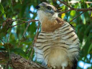 Pacific Baza in Queensland Australia