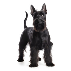 Black Scottish Terrier - Scotty - Dog Isolated on White Background - Generative AI