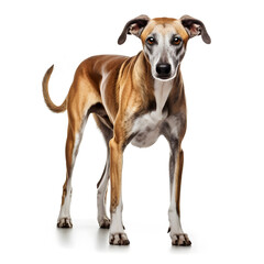 Greyhound, Whippet Dog Isolated on White Background - Generative AI