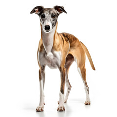 Obraz na płótnie Canvas Greyhound, Whippet Dog Isolated on White Background - Generative AI