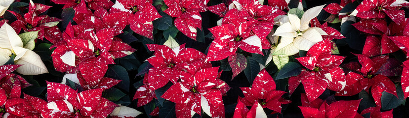 Mass of live red and white variegated poinsettia plants, Superba Glitter, from above as a Christmas background
