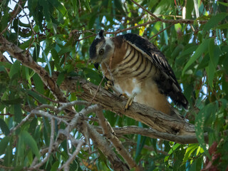 Pacific Baza in Queensland Australia