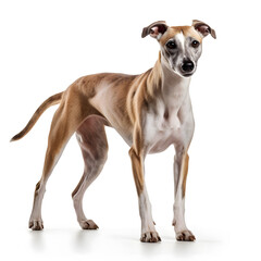 Whippet, Greyhound Dog Isolated on White Background - Generative AI