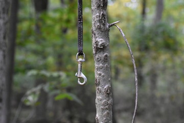 Leash Hanging from Tree Branch in Wooded Area, Bronx, New York