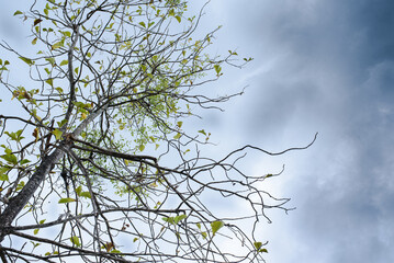 Obraz premium branches of a tree
