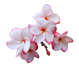 Plumeria or Frangipani or Temple tree flower. Close up pink-red frangipani flowers bouquet isolated on transparent background.	