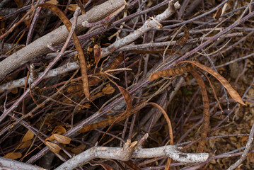 dry twigs during the dry season