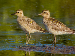 Pacific Golden Plover in Queensland Australia